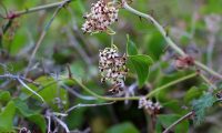 flores femininas de salsaparrilha, alegra-campo - Smilax aspera