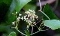 flores femininas de salsaparrilha, alegra-campo, alegação - Smilax aspera