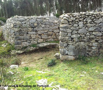 Muros de pedra-solta