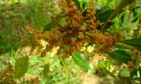 Flores masculinas do samouco, faia-das-ilhas, faia-da-terra - Myrica faya