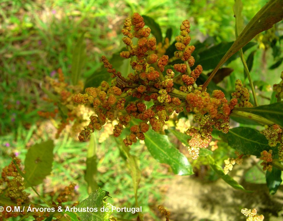 Flores masculinas do samouco, faia-das-ilhas, faia-da-terra - Myrica faya
