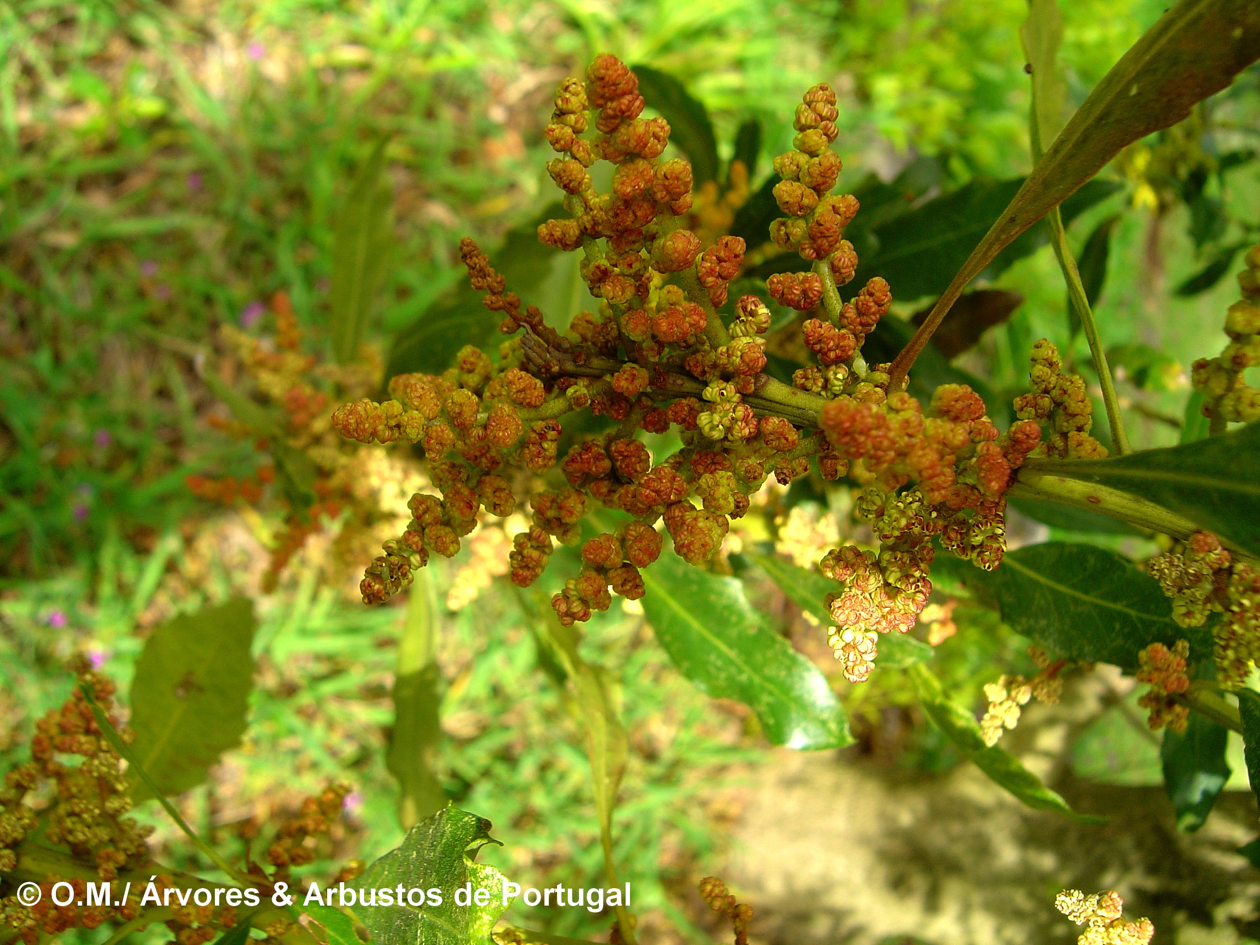 Flores masculinas do samouco, faia-das-ilhas, faia-da-terra - Myrica faya