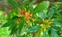 Flores do samouco, faia-das-ilhas, faia-da-terra - Myrica faya