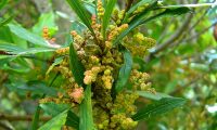 Flores de samouco, faia-das-ilhas, faia-da-terra - Myrica faya