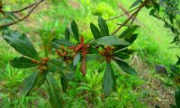 Flores do samouco, faia-das-ilhas, faia-da-terra - Myrica faya