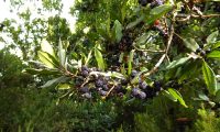 frutos maduros de samouco, faia-das-ilhas, faia-da-terra - Myrica faya