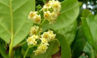 Flores de til e página inferior com glândulas revestidas de pêlos - Ocotea foetens