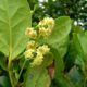 Flores de til e página inferior com glândulas revestidas de pêlos - Ocotea foetens