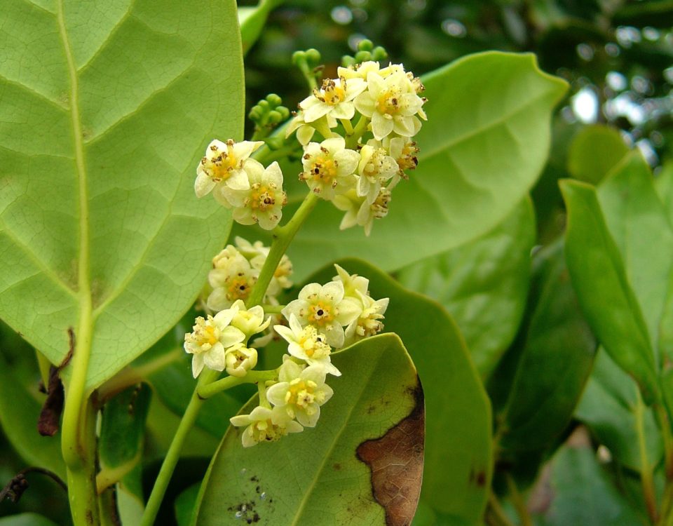 Flores de til e página inferior com glândulas revestidas de pêlos - Ocotea foetens