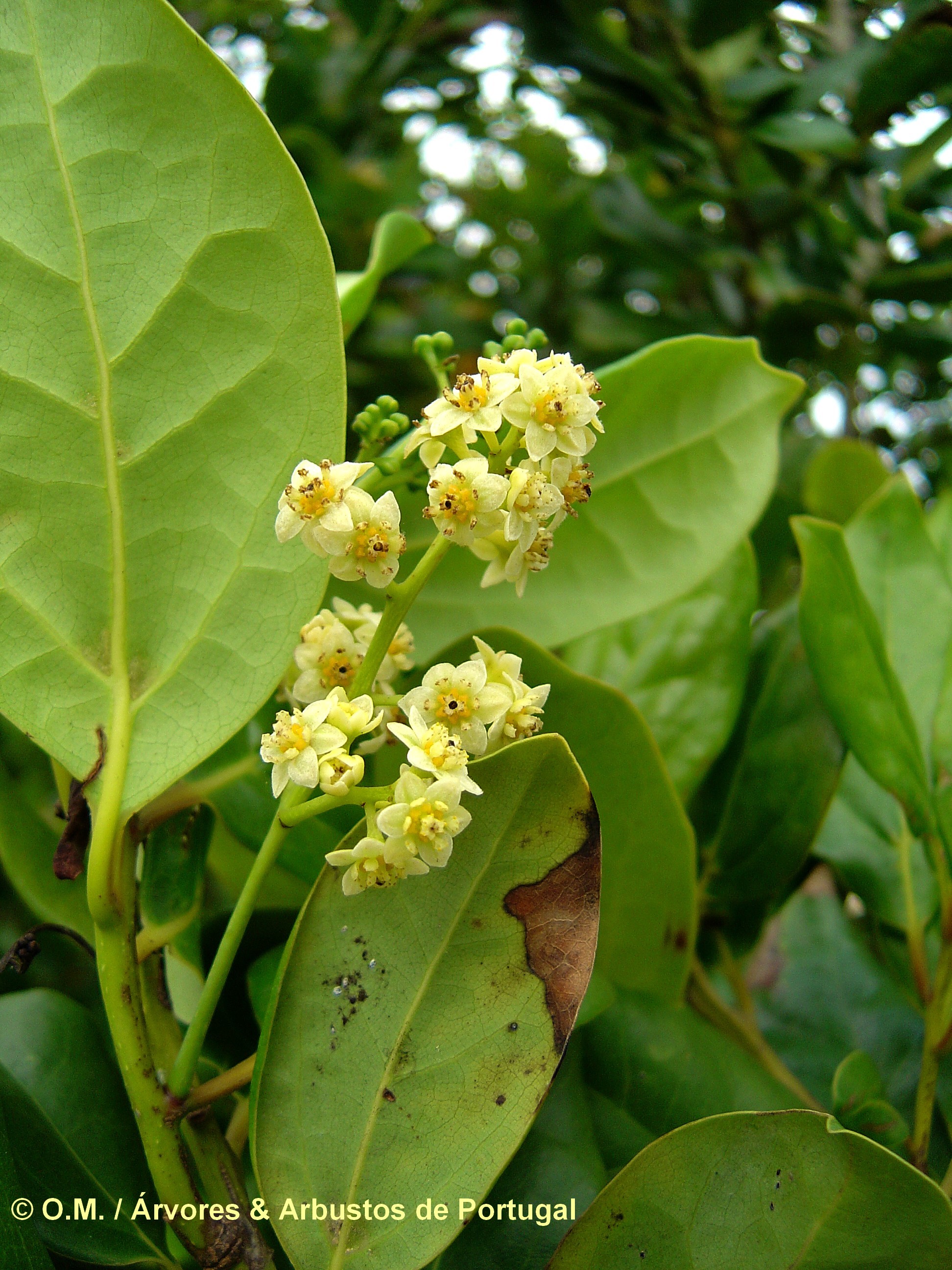 Flores de til e página inferior com glândulas revestidas de pêlos - Ocotea foetens