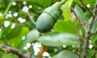 Fruto imaturo de til - Ocotea foetens