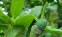 fruto imaturo de til - Ocotea foetens