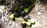frutos maduros de til – Ocotea foetens