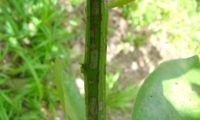 ramo jovem quadrangular, com tegumento liso e esverdeado - Ocotea foetens