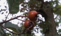 pomos do mostajeiro-de-folhas-largas - Sorbus latifolia