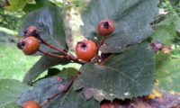 pomos maduros do mostajeiro-de-folhas-largas, pormenor - Sorbus latifolia