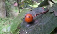 pomos maduros do mostajeiro-de-folhas-largas com lenticelas - Sorbus latifolia