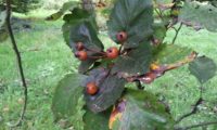 pomos maduros do mostajeiro-de-folhas-largas - Sorbus latifolia