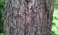 ritidoma adulto do mostajeiro-de-folhas-largas - Sorbus latifolia