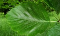 página superior do mostajeiro-de-folhas-largas – Sorbus latifolia