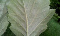 página inferior de mostajeiro-de-folhas-largas – Sorbus latifolia