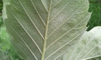 página inferior do mostajeiro-de-folhas-largas, nervuras salientes – Sorbus latifolia
