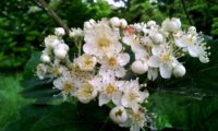 flores em corimbo do mostajeiro-de-folhas-largas – Sorbus latifolia