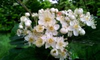 flores em corimbo do mostajeiro-de-folhas-largas – Sorbus latifolia