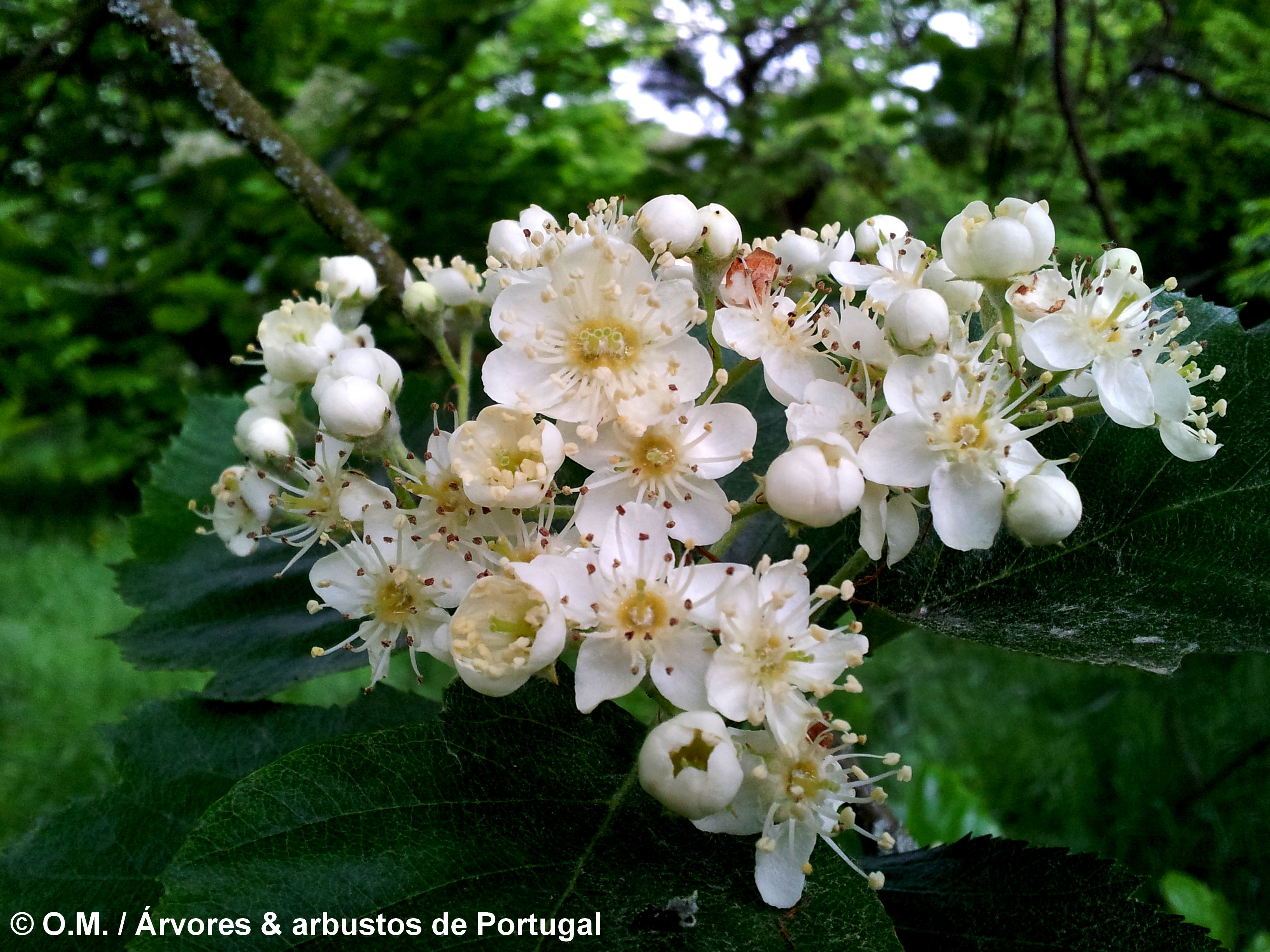 flores em corimbo do mostajeiro-de-folhas-largas – Sorbus latifolia