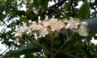 flores em corimbo terminal do mostajeiro-de-folhas-largas – Sorbus latifolia