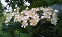 flores e botões do mostajeiro-de-folhas-largas – Sorbus latifolia