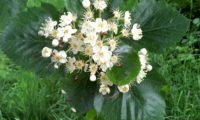 flores do mostajeiro-de-folhas-largas – Sorbus latifolia