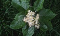 corimbo da sorveira-branca, botoeiro, mostajeiro-branco – Sorbus aria