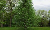 hábito jovem piramidal da sorveira-branca, botoeiro, mostajeiro-branco – Sorbus aria