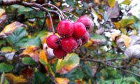 frutos maduros da sorveira-branca, botoeiro, mostajeiro-branco – Sorbus aria