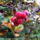 frutos maduros da sorveira-branca, botoeiro, mostajeiro-branco – Sorbus aria