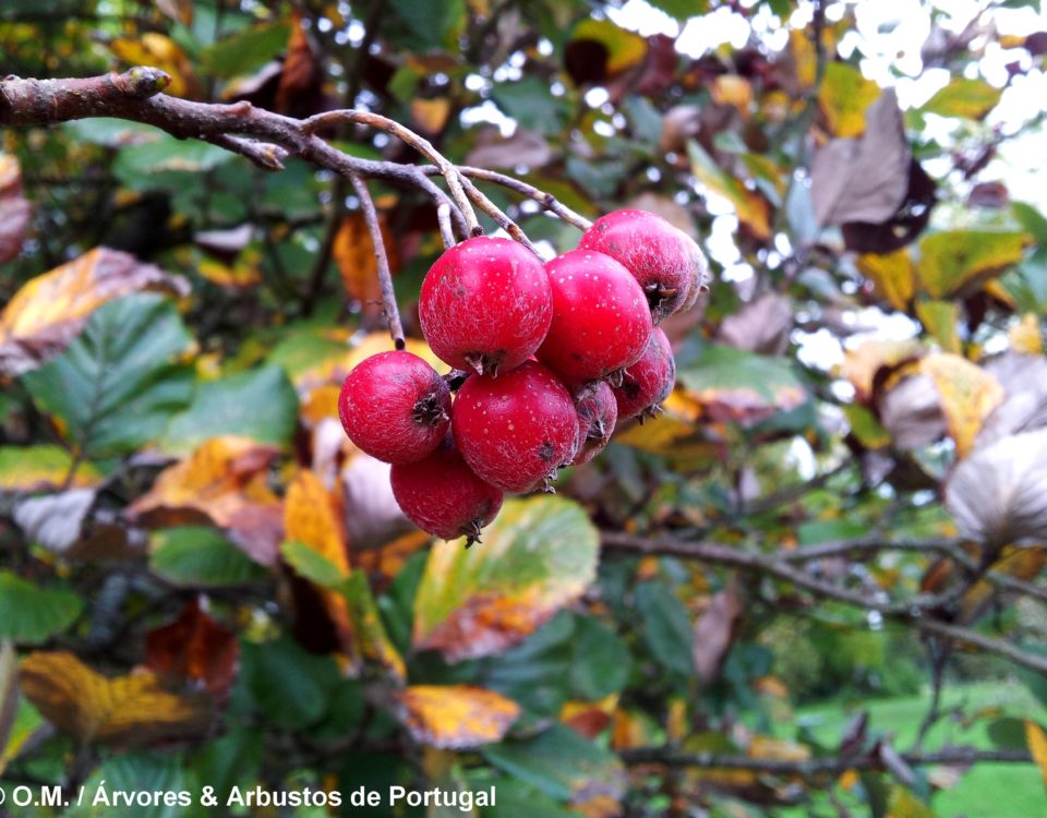 frutos maduros da sorveira-branca, botoeiro, mostajeiro-branco – Sorbus aria