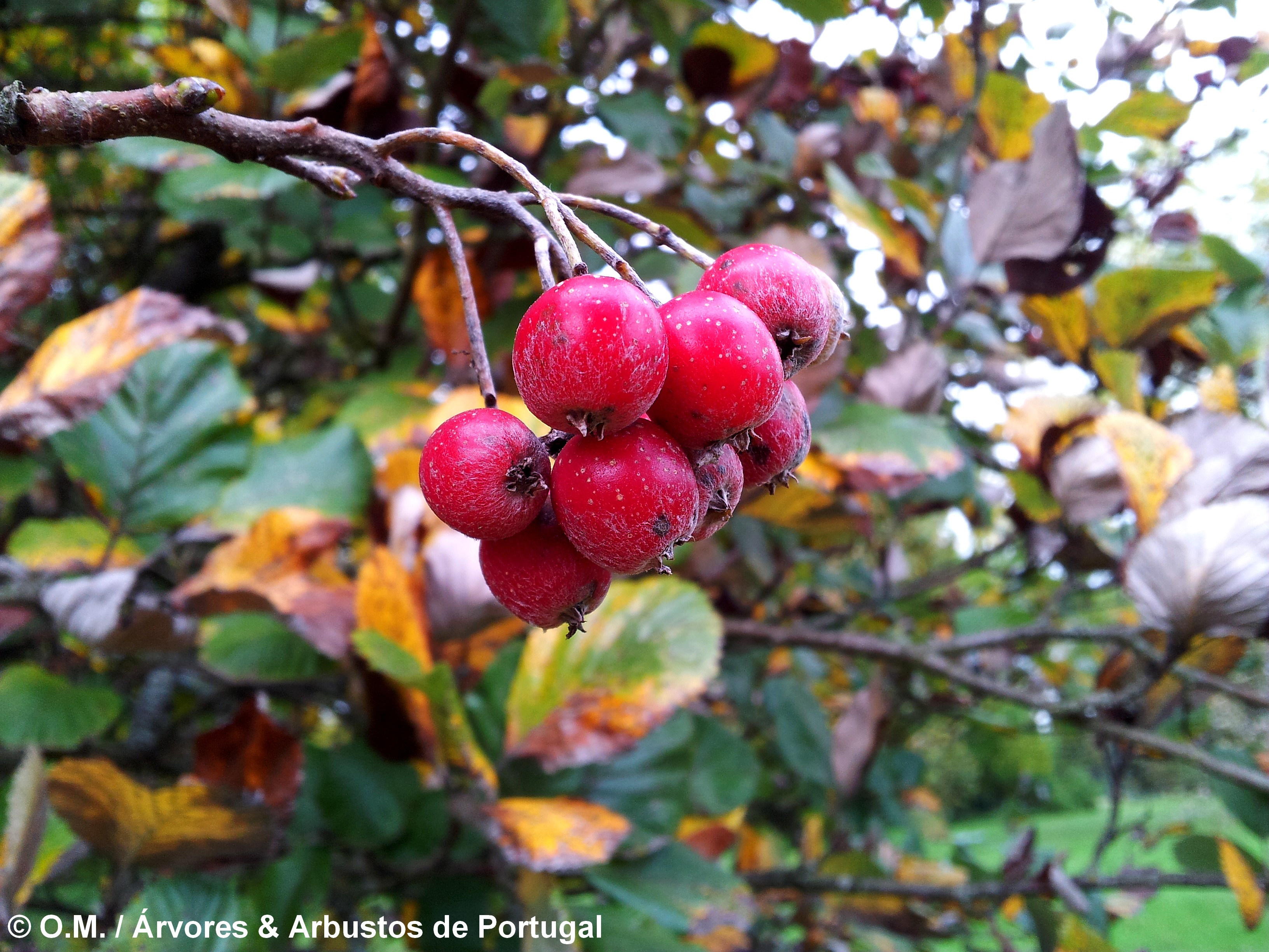 frutos maduros da sorveira-branca, botoeiro, mostajeiro-branco – Sorbus aria