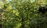 hábito piramidal no meio natural da sorveira-branca, botoeiro, mostajeiro-branco – Sorbus aria
