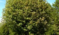 hábito veranil, copa globosa da sorveira-branca, botoeiro, mostajeiro-branco – Sorbus aria