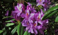 Inflorescência de rododendro, loendro, adelfeira