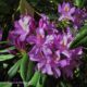 Inflorescência de rododendro, loendro, adelfeira