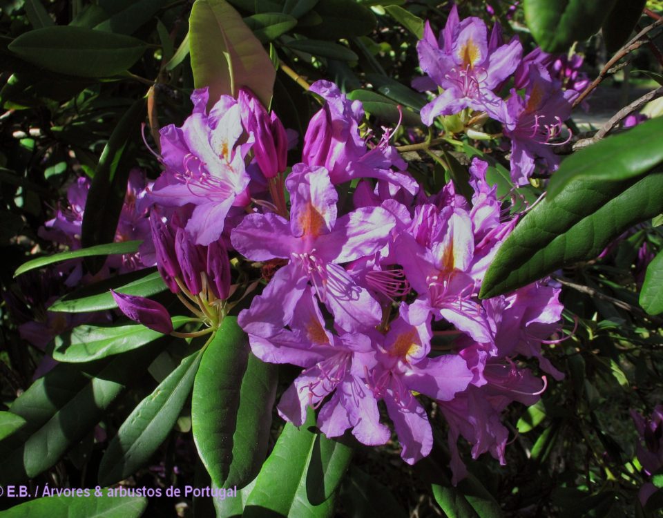 Inflorescência de rododendro, loendro, adelfeira