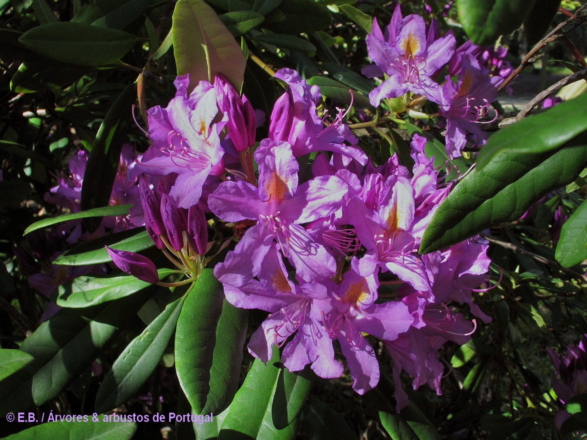 Inflorescência de rododendro, loendro, adelfeira