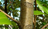 jovem ritidoma verde-acinzentado da sorveira-branca, botoeiro, mostajeiro-branco – Sorbus aria