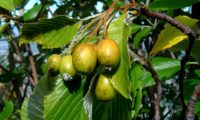 pomos em maturação da sorveira-branca, botoeiro, mostajeiro-branco – Sorbus aria