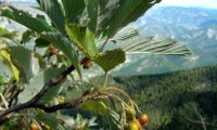 pomos em vias de maturação da sorveira-branca, botoeiro, mostajeiro-branco – Sorbus aria