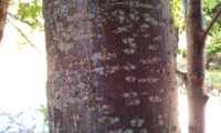 ritidoma jovem com pequenas fissuras da sorveira-branca, botoeiro, mostajeiro-branco – Sorbus aria