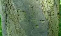 ritidoma adulto com fissuras e placas longitudinais da sorveira-branca, botoeiro, mostajeiro-branco – Sorbus aria