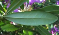página inferior de rododendro, loendro, adelfeira